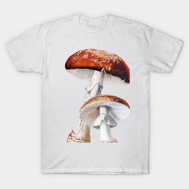 Amanita muscaria, Toadstool, Fly agaric, vintage illustration T-Shirt by SouthPrints